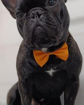Bulldog francese monta