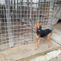 Segugia italiana pelo raso nero focata