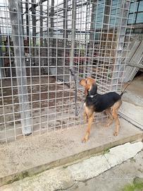 Segugia italiana pelo raso nero focata