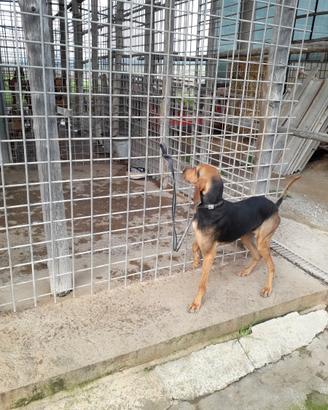 Segugia italiana pelo raso nero focata