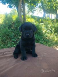 Labrador retriever