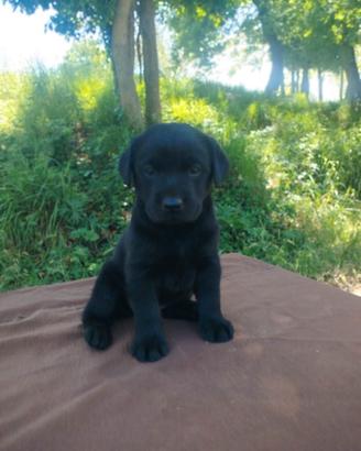Labrador retriever