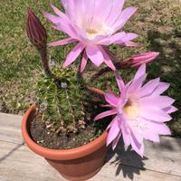 Pianta grassa Acanthocalycium Violaceum