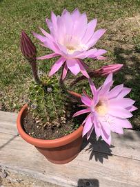 Pianta grassa Acanthocalycium Violaceum