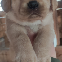 Cuccioli di labrador