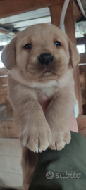 Cuccioli di labrador