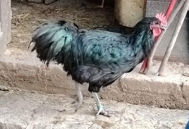 Gallo