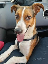 Dolce cagnolino in adozione