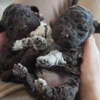 Cuccioli Lagotto puri test pedigree ROI