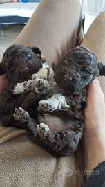 Cuccioli Lagotto puri test pedigree ROI