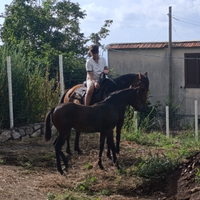 Cavalla e puledra paint