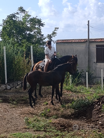 Cavalla e puledra paint