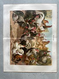 Razze di galline antica cromolitografia originale