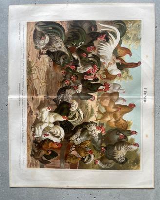 Razze di galline antica cromolitografia originale