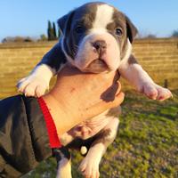 American Bully