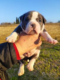 American Bully
