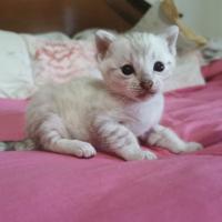 Bengala cuccioli snow lynx