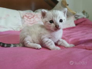 Bengala cuccioli snow lynx