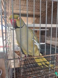 Parrcchetto dal collare