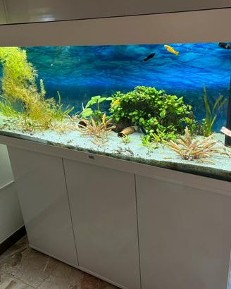 Acquario juwel rio 240