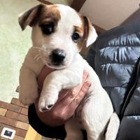 Cuccioli di jack russel