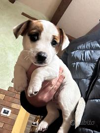 Cuccioli di jack russel