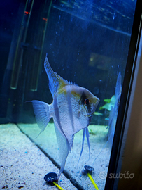 Scalari, manacapuru, nanay, dantum