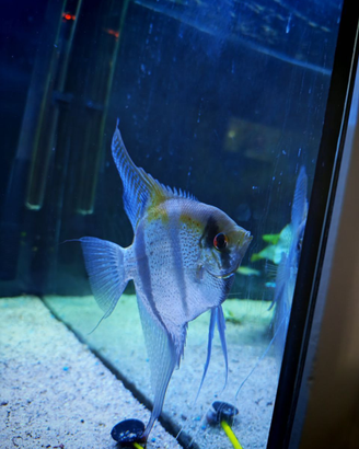 Scalari, manacapuru, nanay, dantum