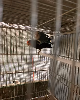 Inseparabili