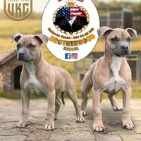 Cucciolo di american pitbull terrier
