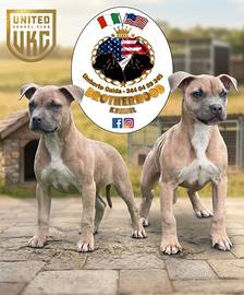 Cucciolo di american pitbull terrier