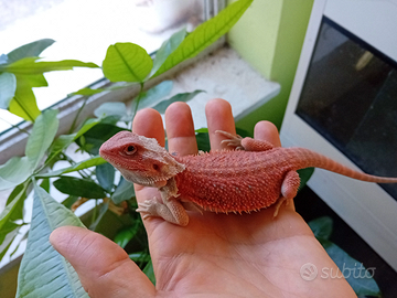 Pogona vitticeps