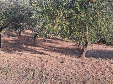 Terreno uliveto