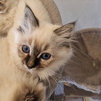 Cuccioli Sacro di Birmania con pedigree