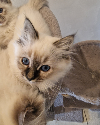 Cuccioli Sacro di Birmania con pedigree