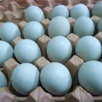 Galline dalle uo va colorate e altro