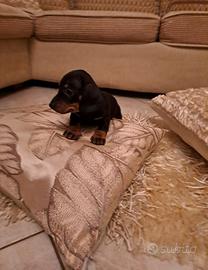 Cuccioli bassotti