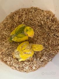 Inseparabili giovanissimi