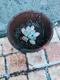 Pianta succulenta 