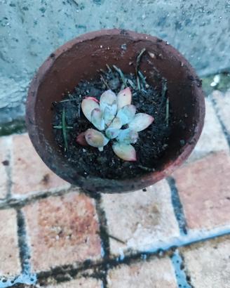 Pianta succulenta 