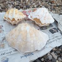 conchiglia tridacna vera vintage 