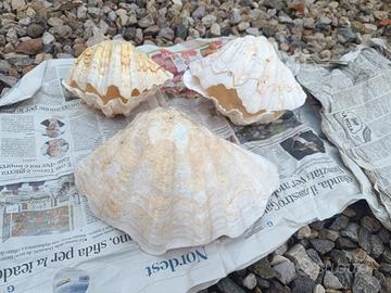 conchiglia tridacna vera vintage 