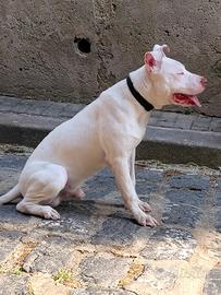 Pit bull Red nose