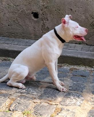 Pit bull Red nose