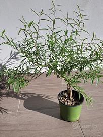 🌿 Salice Piangente di 5 Anni – Bonsai 🌿