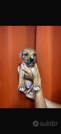 Cuccioli di pitbull