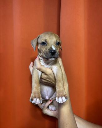 Cuccioli di pitbull