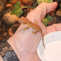 Correlophus ciliatus