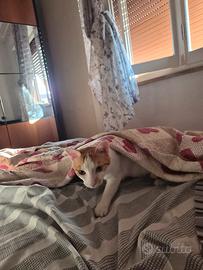 gatto maschio 