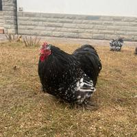 Galline cocincina nana